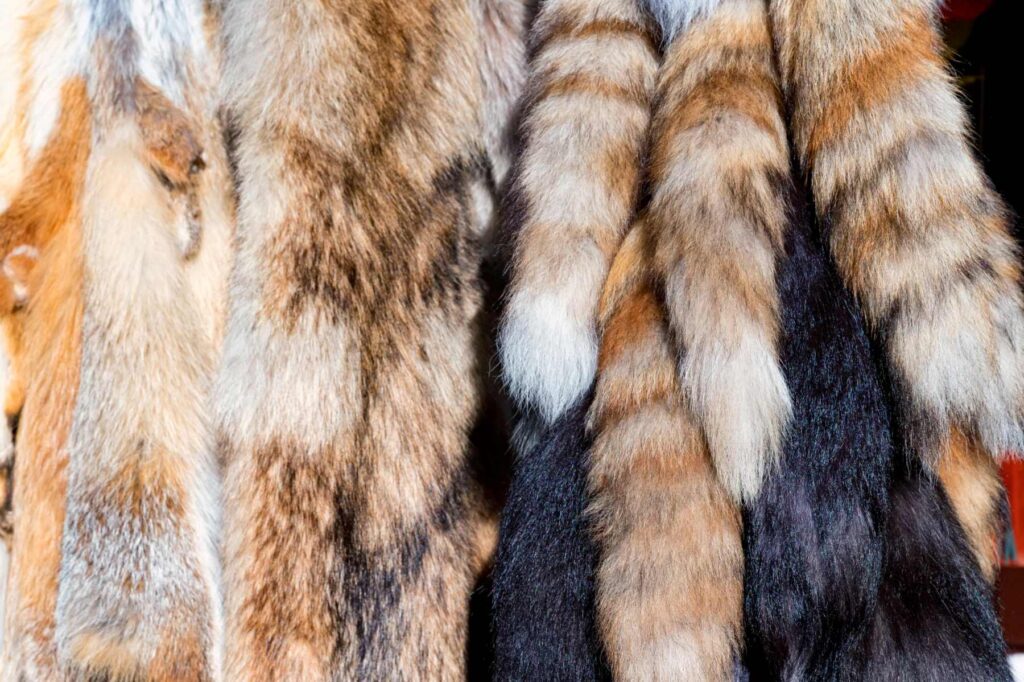 fur storage dehumidifier